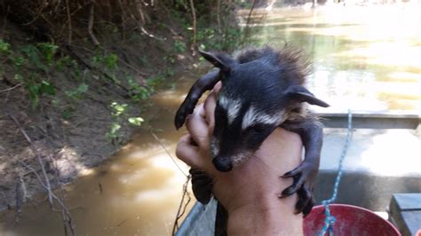 Raccoon poison? > General Discussion > AR15.COM