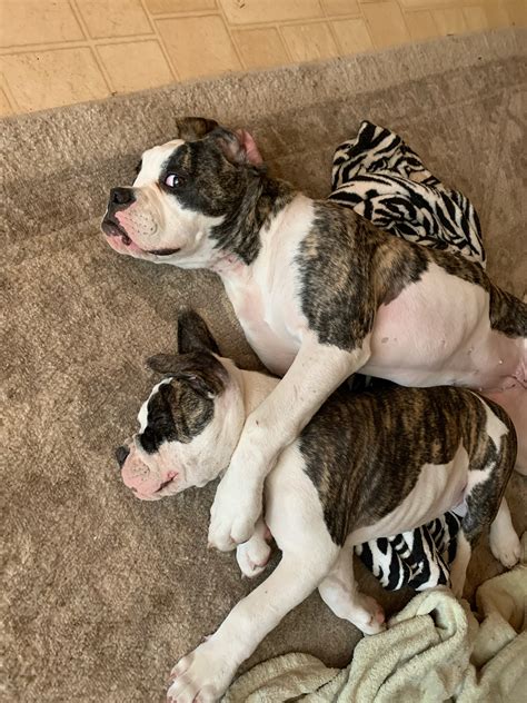 Your Source for Champion American Bulldogs Nationwide: Shipping Across