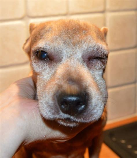 Allergisk reaksjon - Kennel Norwinstars - where brains and beauty combines