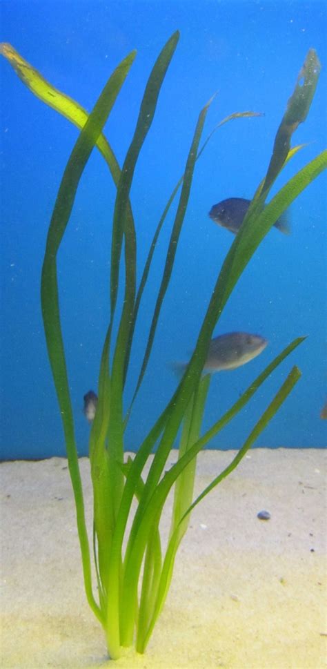Vallisneria gigantea - Akvariestuen