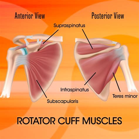 Rotator Cuff: Understanding and Strengthening - React Physical Therapy
