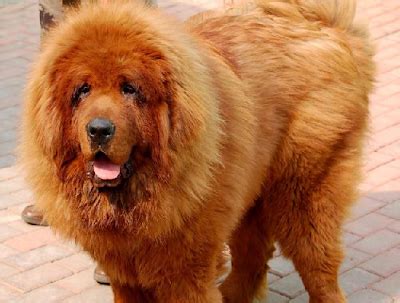 dogs collection   tibetan mastiff dog price  india