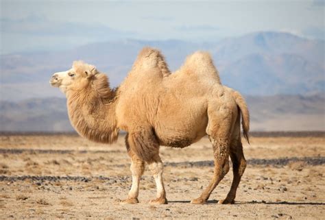 Wild Bactrian Camel: Is This Animal Endangered?