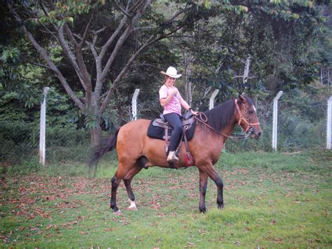 Equodiversão - Diversão A Cavalo - Monte um Cavalo por Diversão: Vídeos da Equodiversão