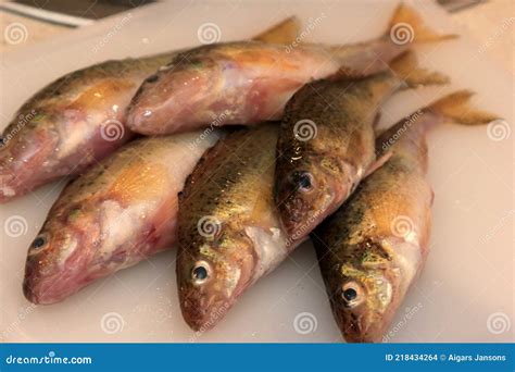 Fresh Fish Eurasian Ruffe Gymnocephalus Cernuus On A White Kitchen ...