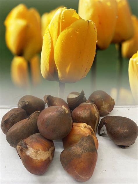 GOLDEN APELDOORN DARWIN HYBRID TULIPS