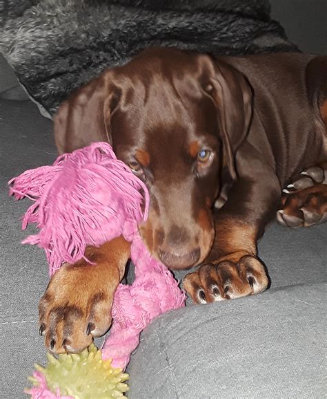 This sweet Doberman puppy came to visit today. No name yet! : r/aww