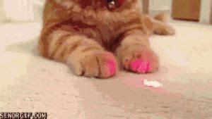 Гифка котик кот кошка гиф картинка, скачать анимированный gif на GIFER