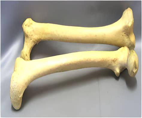 artificial bone  mimics natural bone  finally designed