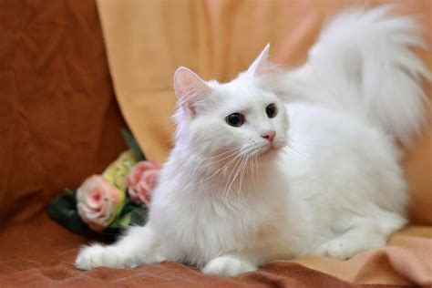 Ангорка фото породы кошек