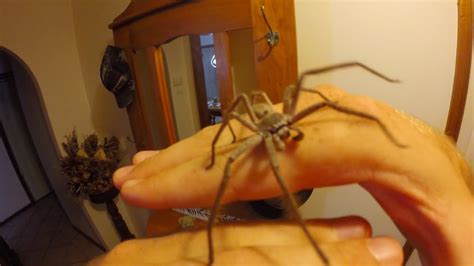 How to handle a Huntsman Spider - by Brennan Hatton - YouTube