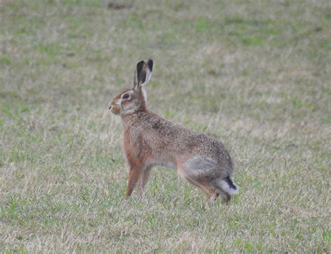 About a Brook: "What's that Skinny Rabbit with Black Ears?"