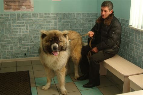 Ветеринарная клиника в Брянске «Ветеринар»