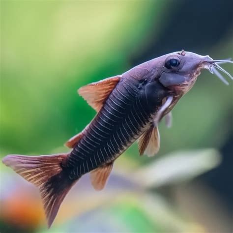 Коридорас Венесуэла Блэк (Corydoras Venezuelanus Black) купить в ...