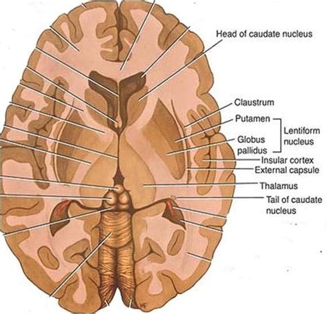 Basal Ganglia/Nuclei – Anatomy QA