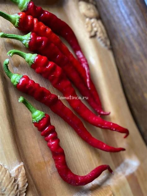 Змейка, пикантный перец – Tomatinсa.ru