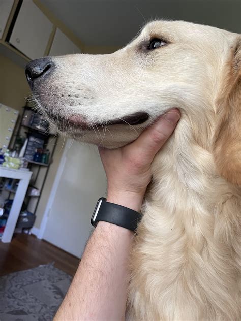 Swollen lip : r/goldenretrievers