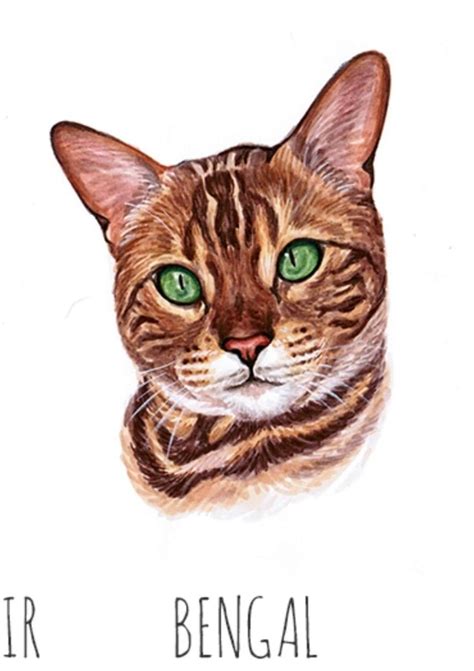 Pin by ЕБМ on котики