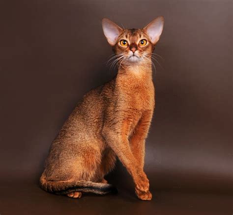 20 | Абиссинская кошка, Кошки, Красивый кот