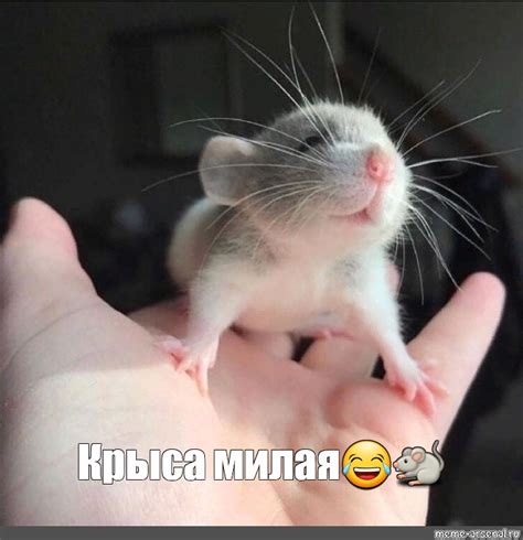 Meme: "Крыса милая😂🐀" - All Templates - Meme-arsenal.com