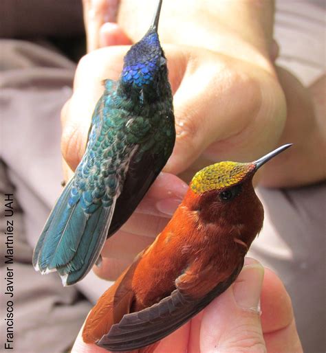 Professional Profile and Career of Juan Fernandez 41