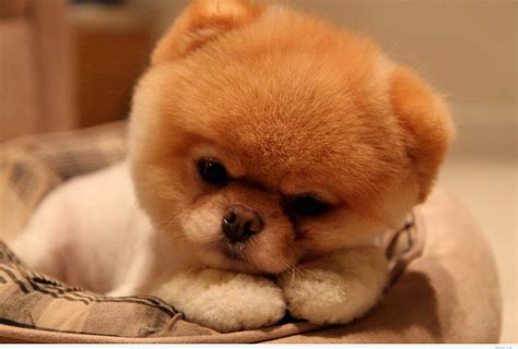 Cute Baby Dog Wallpapers - Top Free Cute Baby Dog Backgrounds ...