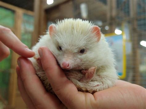 Kostenlose foto : Hand, Zoo, Säugetier, Tiere, Frettchen, Wirbeltier ...
