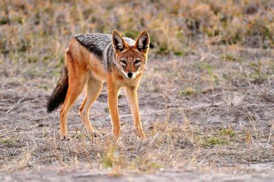 Jackal - CreationWiki, the encyclopedia of creation science