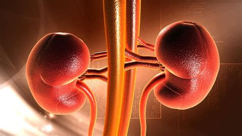 Unveiling hidden dangers of obesity's impact on kidney health | Health ...