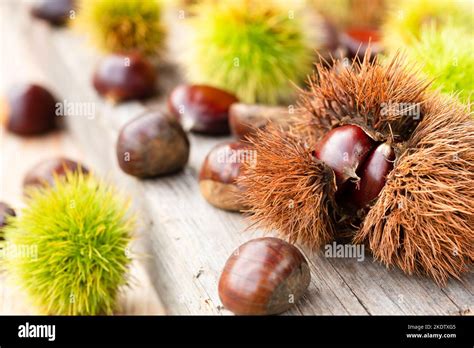 Castanea sativa tree october hi-res stock photography and images - Alamy