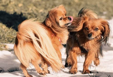 Papillon: Dog breed characteristics & care