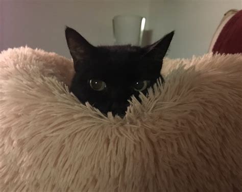 Chocolate - Pets