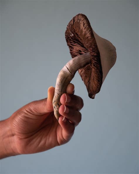 Learn the Benefits of Psilocybin Therapy