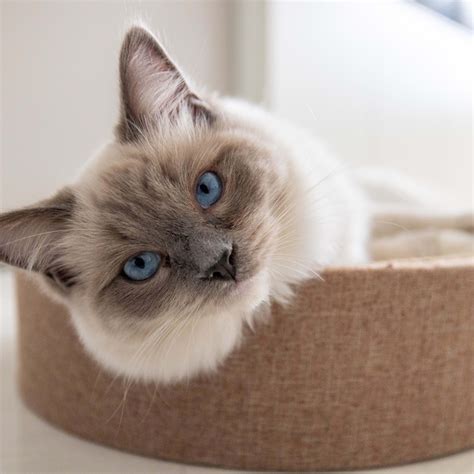 60 Purr-fectly Paw-some Quotes About Cats - Parade Pets