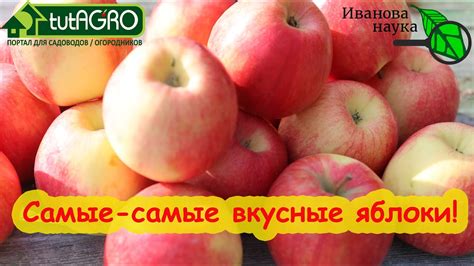 САМЫЕ ВКУСНЫЕ ЯБЛОКИ ОСЕННЕ-ЗИМНЕГО СРОКА СОЗРЕВАНИЯ. Всем рекомендую ...