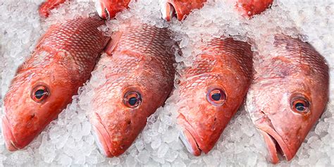 essential guide  snapper  kind  fish  snapper