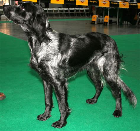 Blue Picardy Spaniel Dog: Characteristics, Lifespan, Caring