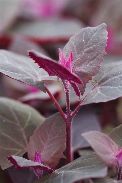 Atriplex hortensis var. rubra