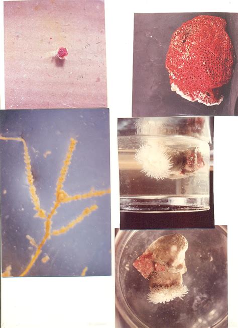 Can any body help in identification of these cnidarians? | ResearchGate