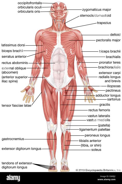 Diagram Of A Labeled Muscles
