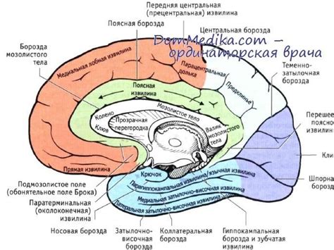 Головной мозг - презентация онлайн