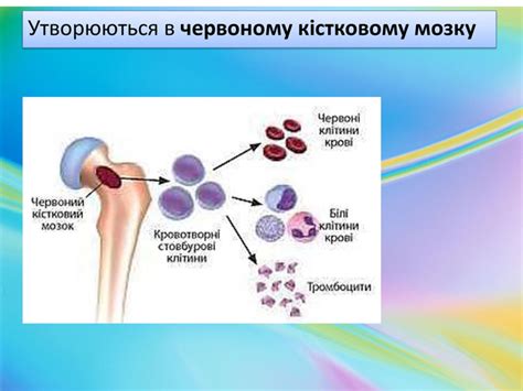 Презентація " Лекоцити. Тромбоцити. Зсідання крові."
