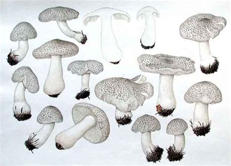 tricholoma pardinum