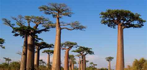 Baobab Wallpapers Images Photos Pictures Backgrounds