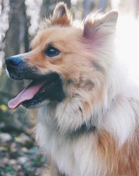 The 15 Best Companion Dogs – PureWow