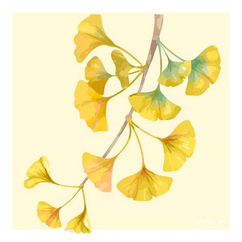 Premium Vector | Hand drawn ginkgo flower illustration