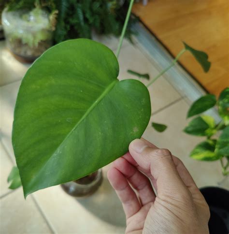 Thrips on Houseplants: A Gallery – House Plant Journal