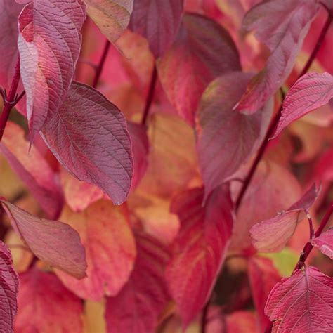 Cornus alba 'Sibirica' (Hedging) | Dobies