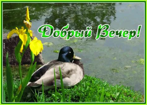 Открытка добрый вечер с природой | Открытки Онлайн