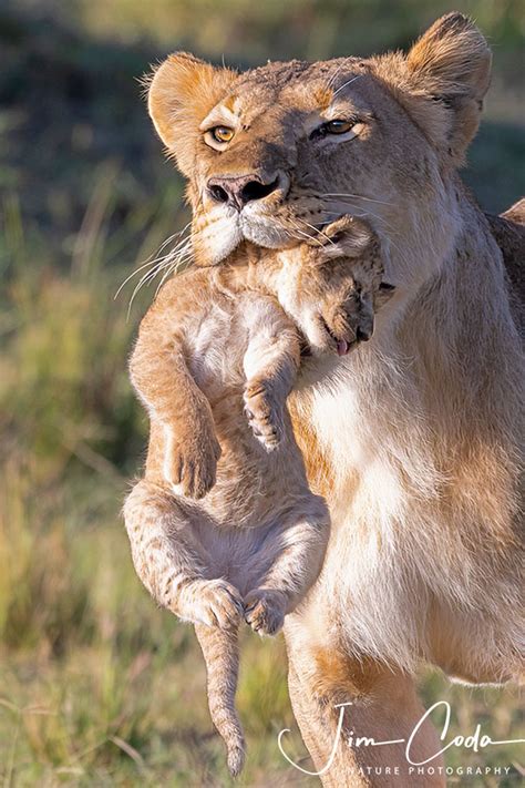 A Lioness Carries Her Cub to a New Den, Kenya - Jim Coda Nature Photography